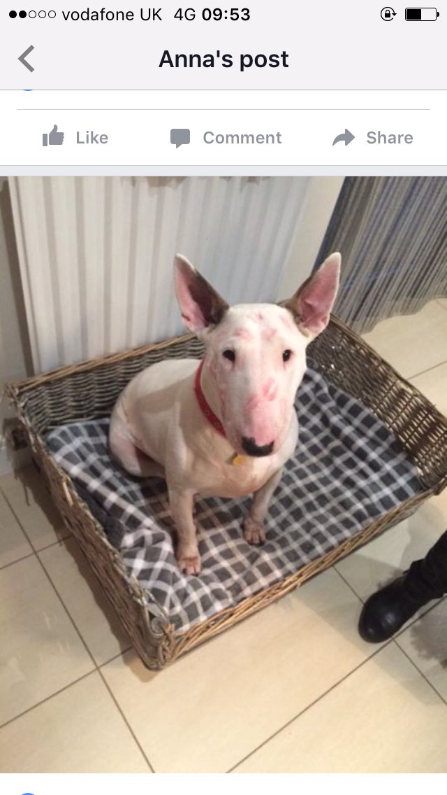 _BullTerriers's tweet photo. https://t.co/q0jn4urc77