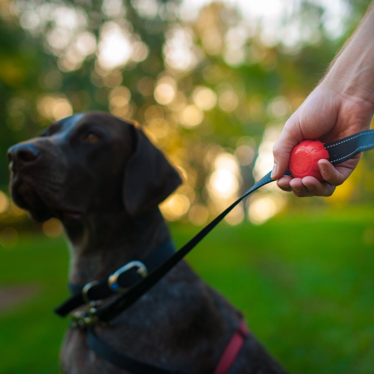 Lead_Mate's tweet photo. Taking Otto for a stroll #gsp #dog #leash #dogwalk #leadmate https://t.co/MAAr3SRZCp