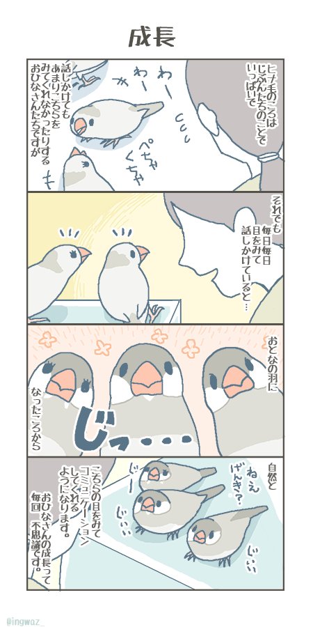 成長。#buncho #javasparrow #文鳥 