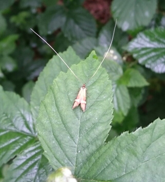 Any of you folks able to help me ID this little beastie?#moth #brambleleaf