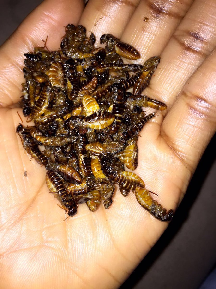 erikflikz's tweet photo. Edible insect that has alot of nutrients in it #chinge https://t.co/xr7v6v3BDX