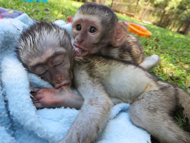 Hands on met apen werken in Zuid-Afrika: het kan! bit.ly/1XiPcfF #wildlife #wildlifemaand #zuidafrika