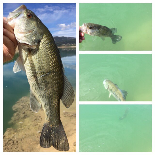 Le pese a quien le pese,no solo es aficion,es modo se vida.YO NO MATO PECES,EL PEZ VIVO.