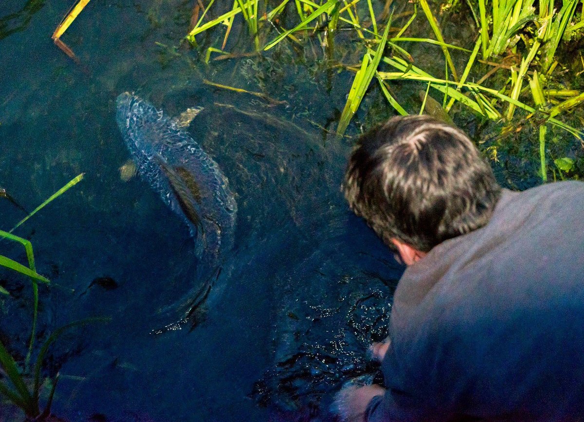 Good bye Mr Carp, was a pleasure meeting you. #catchandrelease #carp #fishing #angling