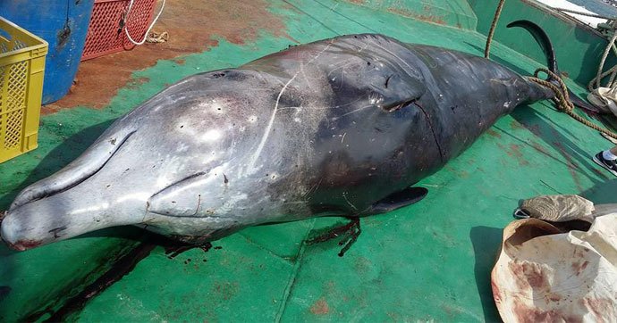 Marmaris'te ölü olarak bulunan balinanın,80cmlik bir poşet yutarak sindirim sistemini tıkamasıyla öldüğü anlaşıldı