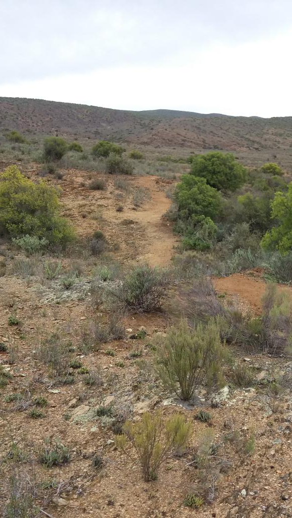 DrylandTrails's tweet photo. @Cape Pioneer trek #Chandelier  #singletrack#ridethekaroo!!! https://t.co/gEafB28387