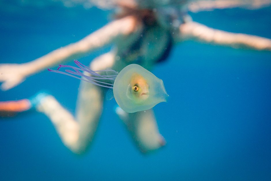 swimmingnature's tweet photo. 'Let me outta here!' – amazing picture of a fish trapped inside a jellyfish https://t.co/wBAxdQVpPK https://t.co/lIRrnsEFno