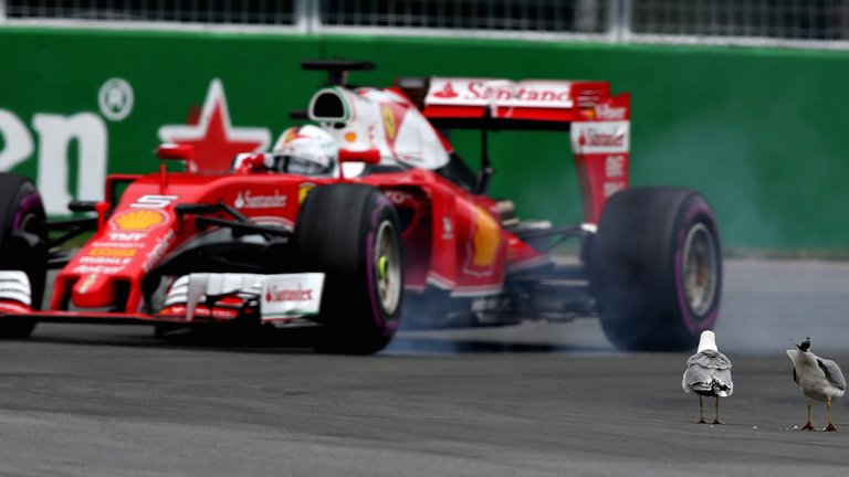 WATCH: Lewis Hamilton, Sebastian Vettel & suicidal seagulls - TV gold on #SkyF1! skysports.tv/cqoYRT #CanadianGP
