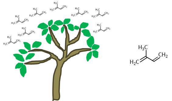 NiinemetsLab's tweet photo. New paper published – Acclimation of isoprene emission and photosynthesis to growth… https://t.co/Uxs5lVpHtu https://t.co/rbW8dZgXVC