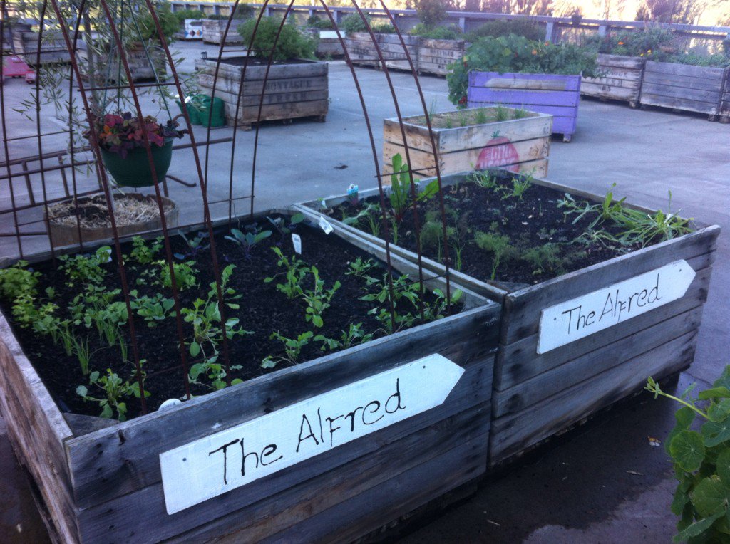 Veggie patches all set up for the new venue opening in July <a href="/LittleVegPatch/">LittleVeggiePatchCo</a> #growyourown #fresh #urbanfarming