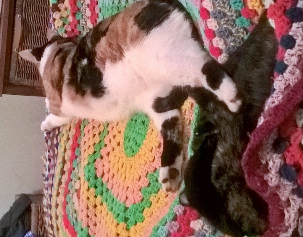 Amandacottom's tweet photo. Both my kittys love ❤ each other and I love them 💕 🌈 💕 😍 https://t.co/Z921pEkhrb