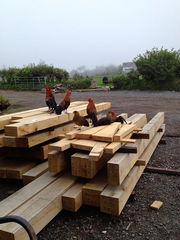We have some new friends at the workshop! #Cornwall