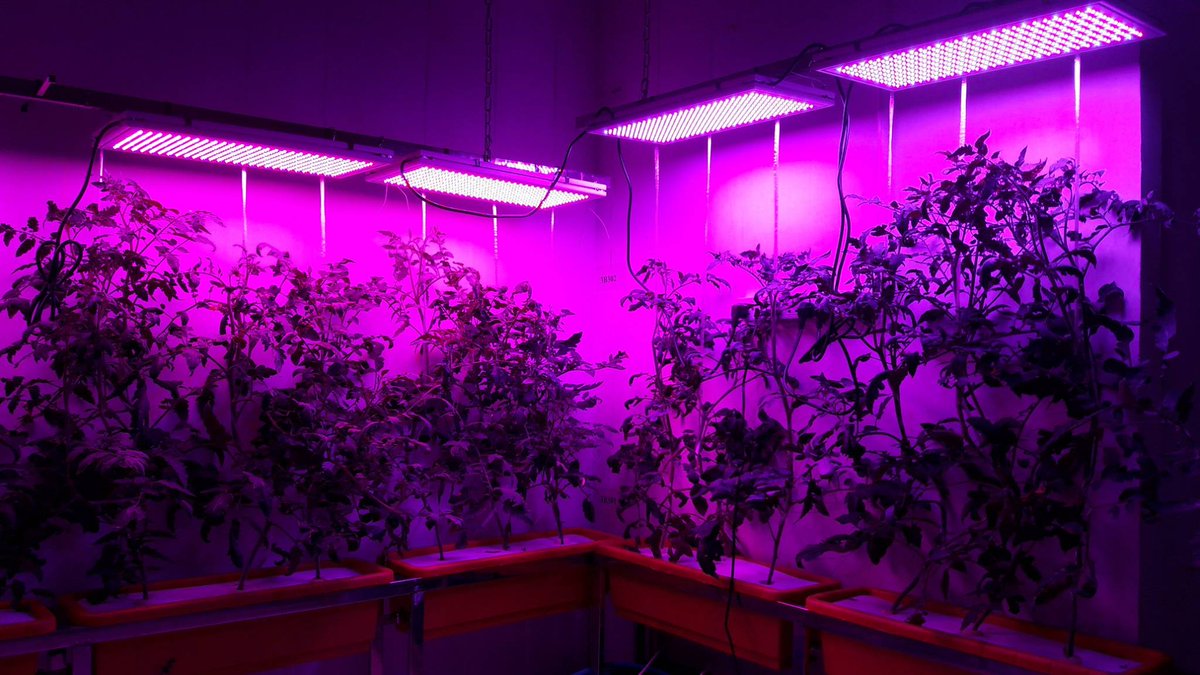 LEDGrowShop tweet picture