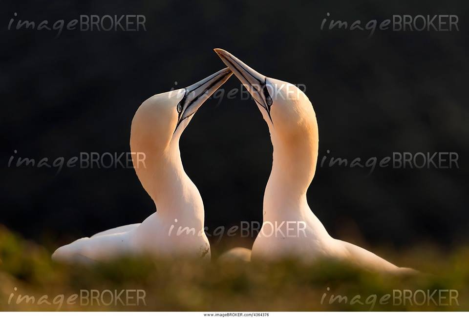 imageBROKER's tweet photo. The courtship of the Northern Gannet, Schleswig-Holstein, Germany © imageBROKER / Ronald Wittek #imageoftheday https://t.co/qWFIiK9jb9