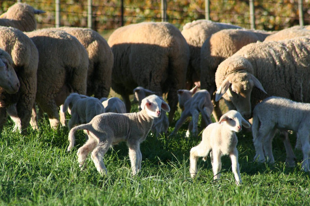 KoelfonteinFarm's tweet photo. First of the new arrivals. https://t.co/QTs6CTrB3i