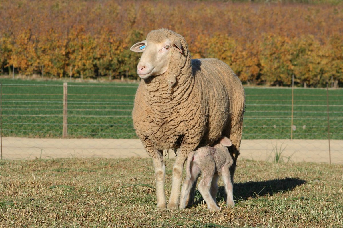 KoelfonteinFarm's tweet photo. First of the new arrivals. https://t.co/QTs6CTrB3i
