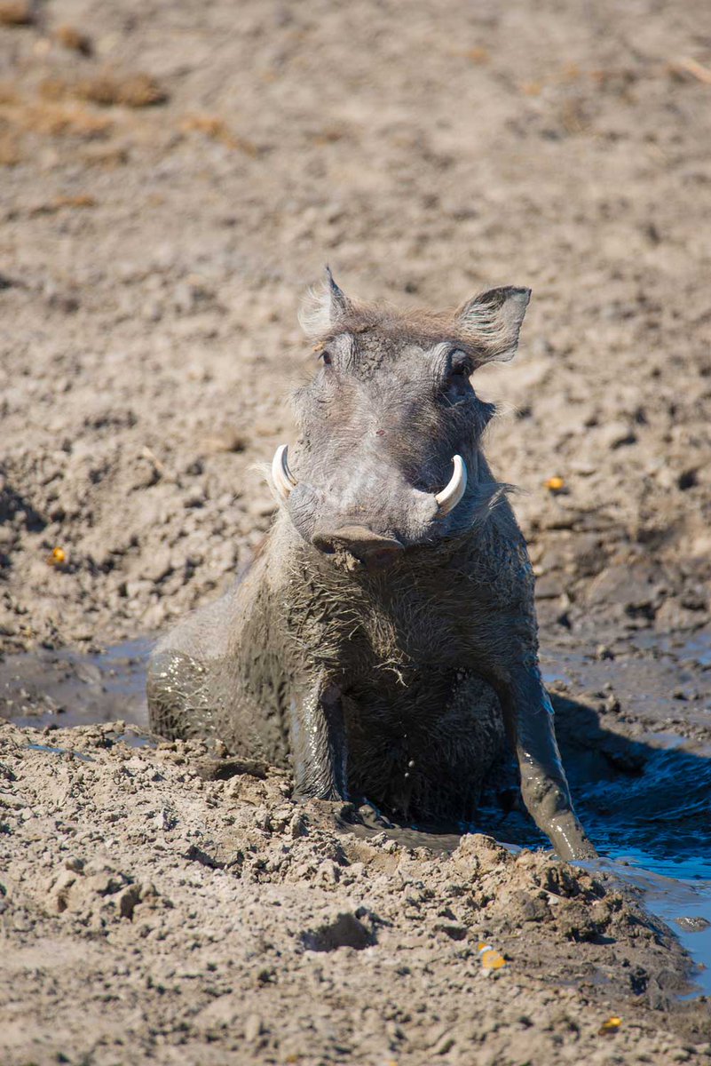 GhohaHills's tweet photo. Is it Monday already?! This warthog looks like he was rudely awoken from the weekend! #mondayblues #animals #ghoha https://t.co/orgX9Wp7b2