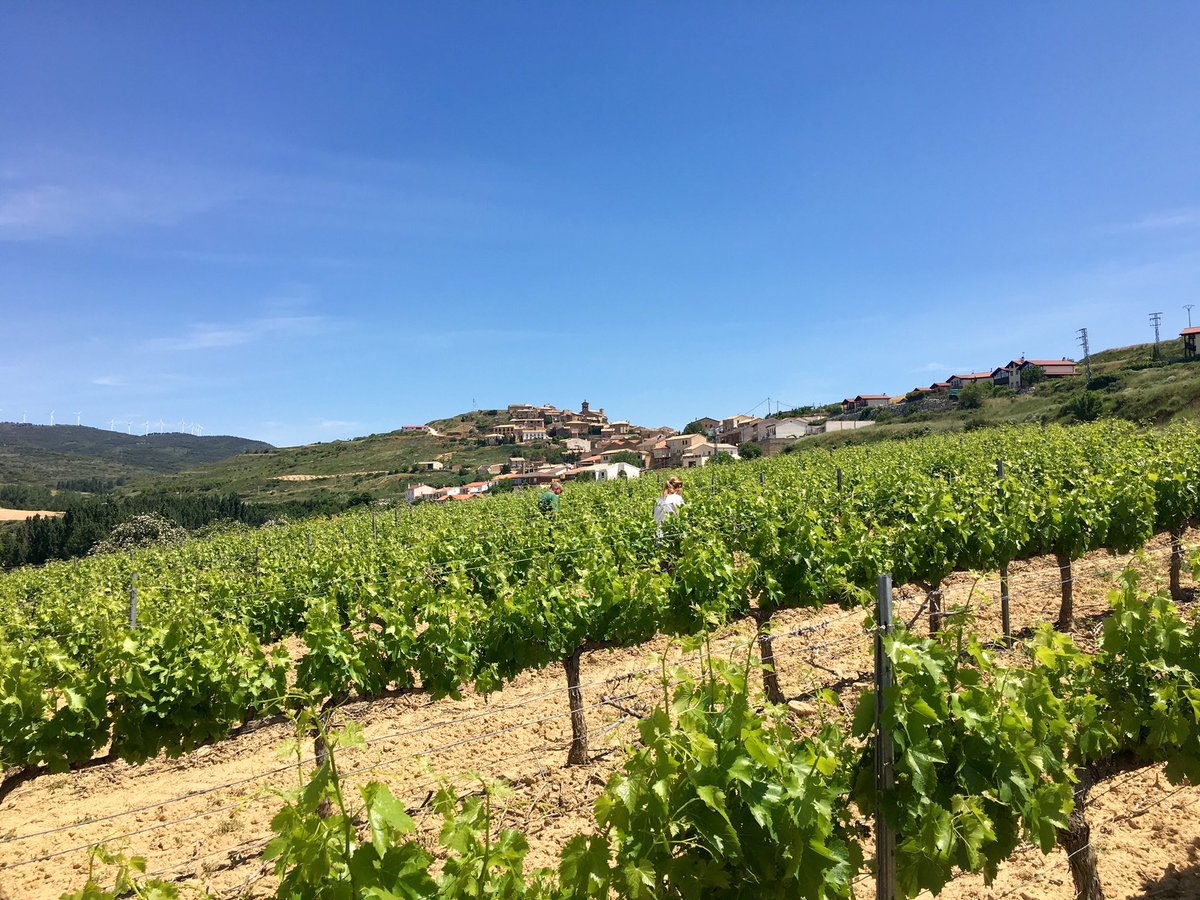 caudalia's tweet photo. Steep slopes #lasbajadas #sanmartindeunx #garnacha #grenache #bajamontana https://t.co/B8DzcID7bp