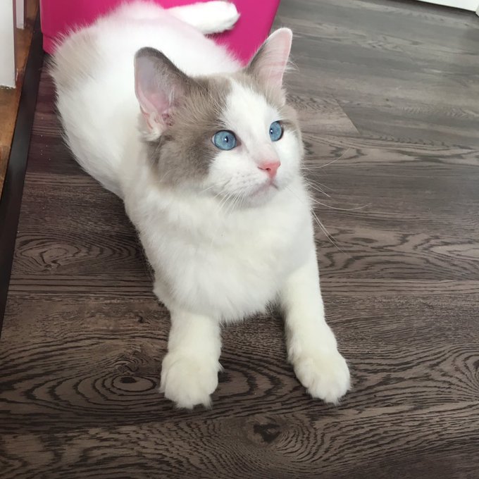 Twitterのコスプレ画像40