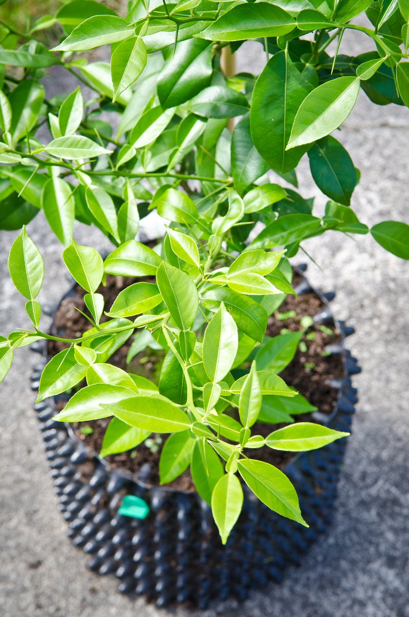 Yuzu a hardy type of Citrus from Japan thriving in AIr-Pot container after winter in an unheated Scottsh greenhouse.