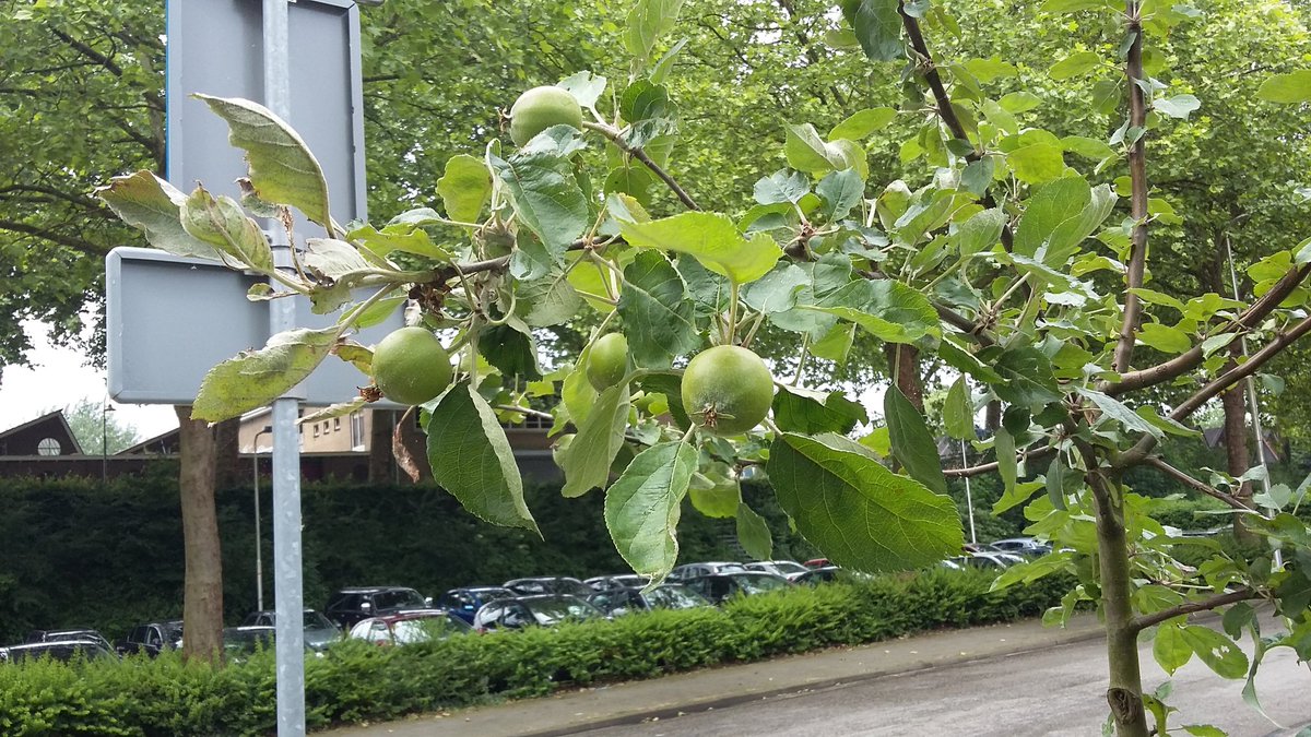 Kijk dan! 20 appels aan onze #wmo boom. Geplant 27-3-2015. appeltaart in oktober <a href="/joostreus/">Joost Reus</a> ? #weekvandepsychiatrie