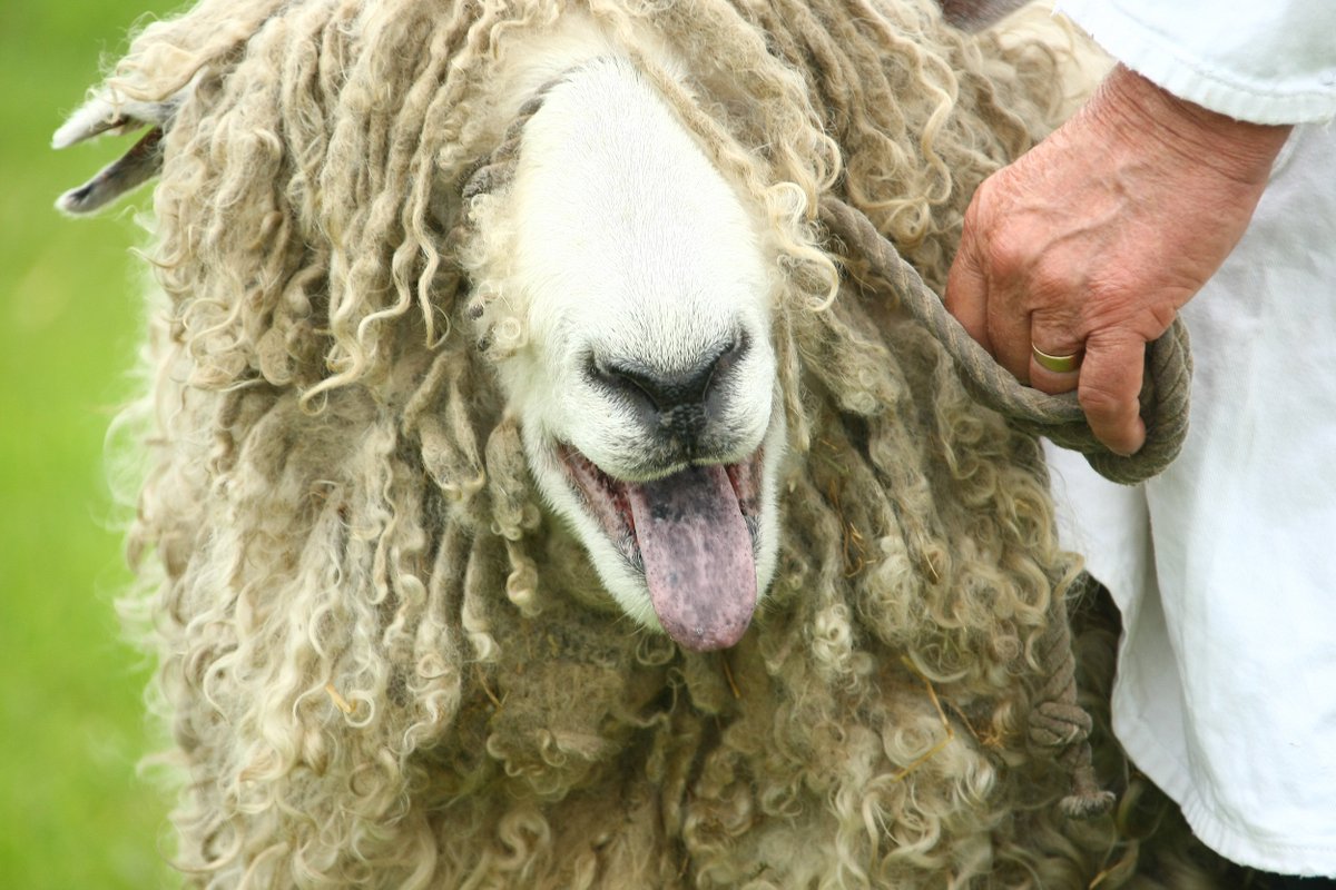 There's just one week left to get your advanced tickets for #LincsShow16! Visit lincolnshireshow.co.uk