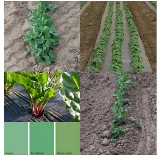 BoscoFarms's tweet photo. We're back!  Nature's colour pallette of living greens.  Locally grown peas, basil, beans &amp; chard. No filter needed! https://t.co/NkZMQ11zJj