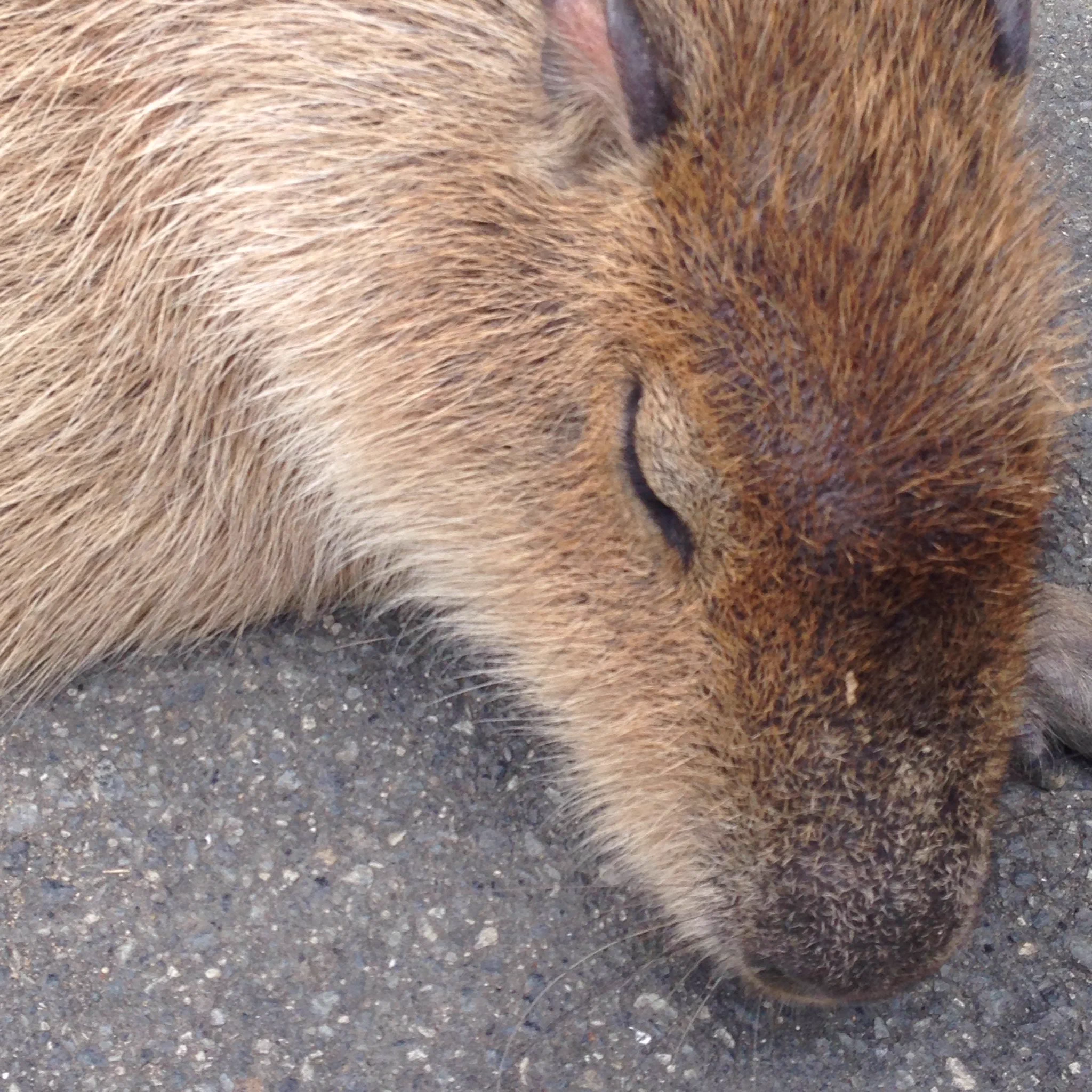 野生にはもう戻れないよねｗｗ道路で堂々と眠るカピバラがかわいすぎるｗｗｗ
