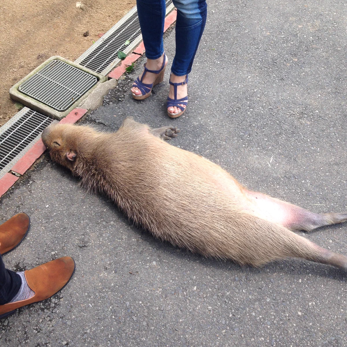 野生にはもう戻れないよねｗｗ道路で堂々と眠るカピバラがかわいすぎるｗｗｗ