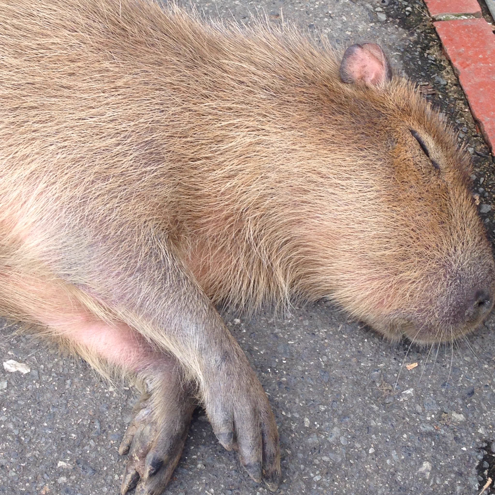 野生にはもう戻れないよねｗｗ道路で堂々と眠るカピバラがかわいすぎるｗｗｗ