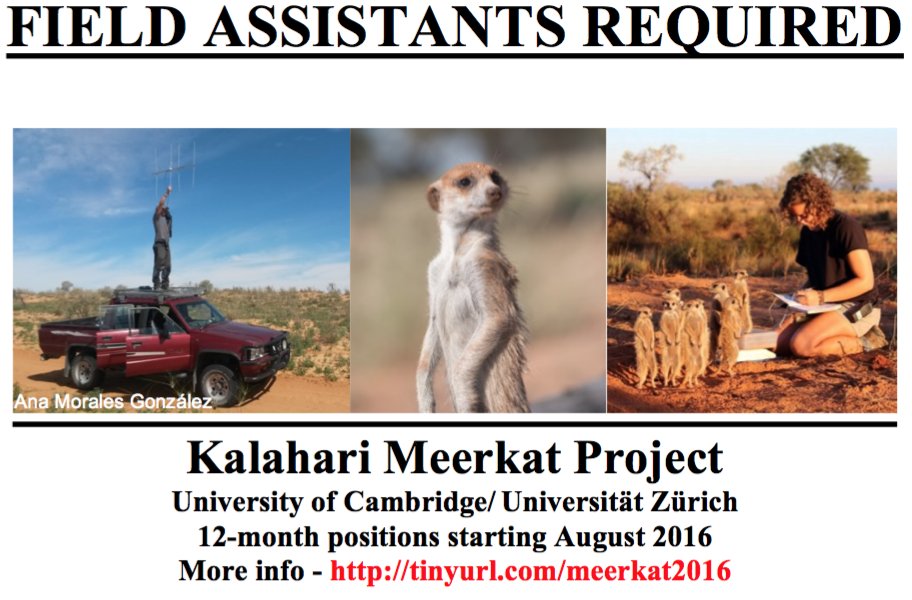 domcram's tweet photo. Volunteers wanted for meerkat project. Great experience radiotracking + recording behaviour! https://t.co/7cyF5LBZvV https://t.co/AzaMWWo23c