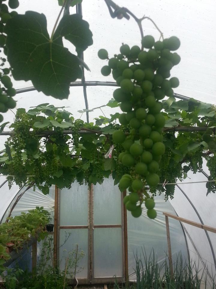 GRAINNECB's tweet photo. @Michaelmbrennan @EdwardBrennankk - need a good wine recipe - the grapes n the tunnel have taken over #letsmakewine https://t.co/ErDtRb51ca