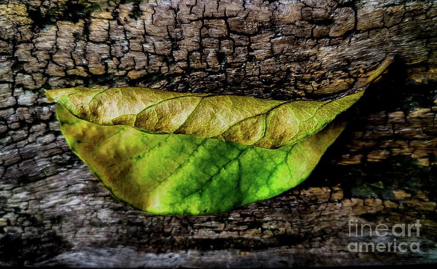 campyphotos's tweet photo. Lovely textures!
https://t.co/dpdeWvfNIh #texturesandpatterns #treetextures #leafs #howdoyoupixels @jamesaiken09 https://t.co/1ZML1bjvCM