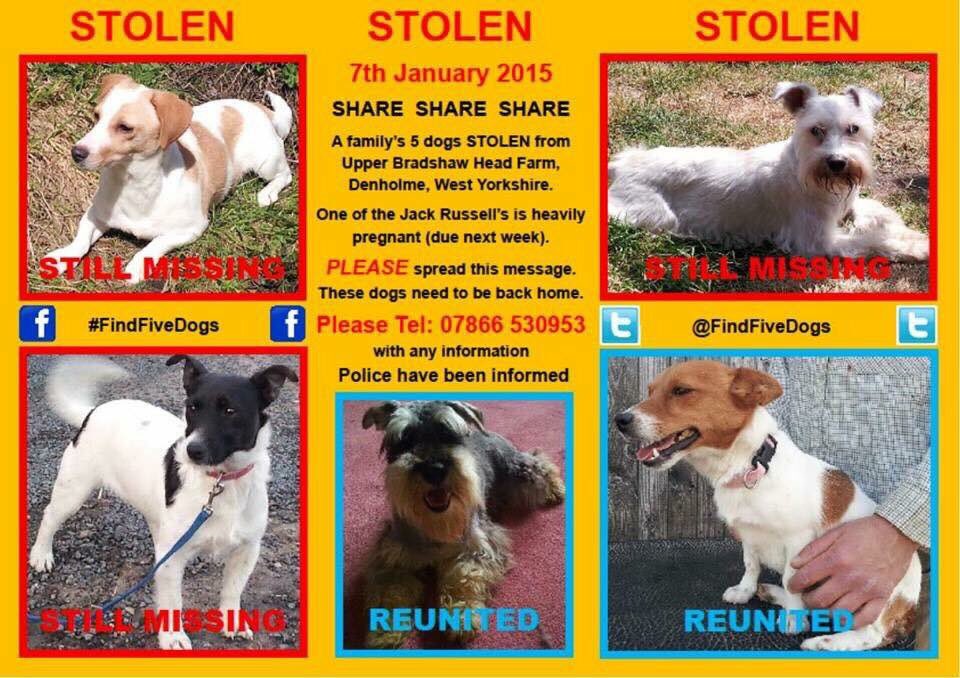 missing_pets1's tweet photo. Please RT #findfivedogs @FindFiveDogs 3 still #missing #FindSugar #Denholme #WestYorkshire https://t.co/f7hMl4NcML