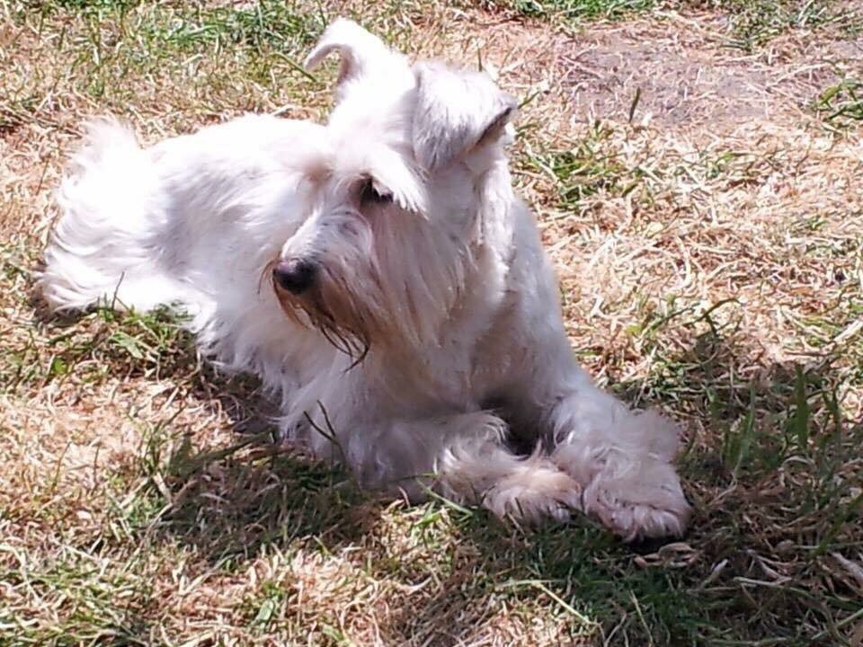missing_pets1's tweet photo. Please RT #findfivedogs @FindFiveDogs 3 still #missing #FindSugar #Denholme #WestYorkshire https://t.co/f7hMl4NcML