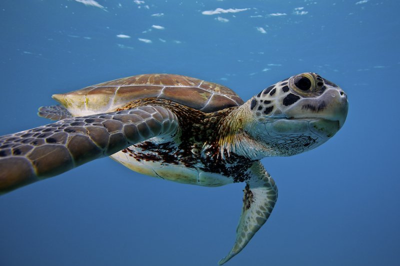 10 Reasons to Dive in Cozumel, Mexico. ow.ly/Bskg300PvG1