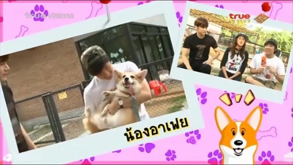 PearwaPearwapoo's tweet photo. https://t.co/e2Bn9oQ4nI ขอบคุณคลิปนะคะ ดูหลายรอบมากๆน่ารัก! #หมาเป็นสัตว์ปัญญาอ่อน #ทาสหมา #หมาเป็นสัตว์น่ารัก #Rfei https://t.co/9Z2sbTOhYG