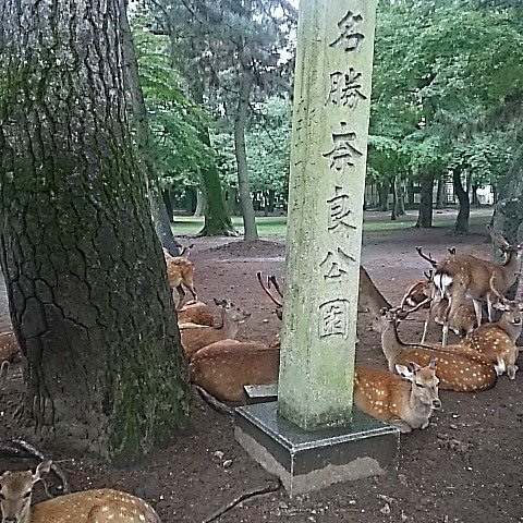 chibaken333's tweet image. 奈良公園と興福寺！