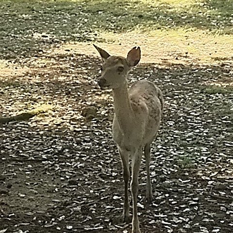 chibaken333's tweet image. 奈良公園と興福寺！