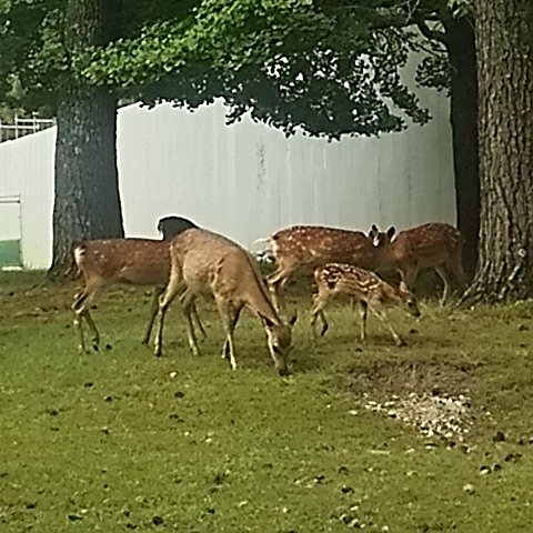 chibaken333's tweet image. 奈良公園と興福寺！