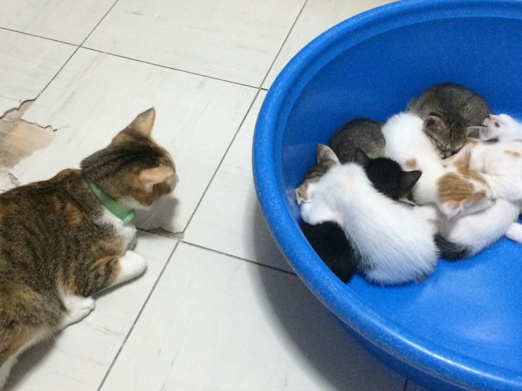 pebblesthetorbi's tweet photo. I can be their guardian angel! 😇
#PebblesThePatchedTorbie #MarblesLitter #CobaltsLitter #Cats #CatsOfTwitter #Pets https://t.co/hSTvnQK2ZE