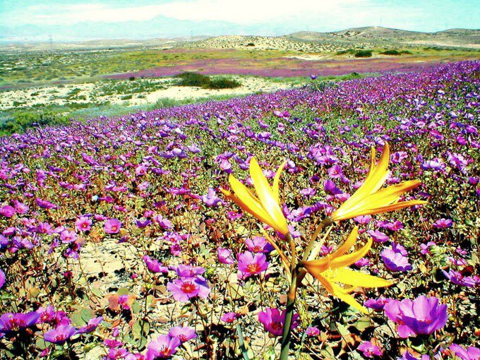 一度は行きたくなる世界の絶景 على تويتر アタカマ砂漠の花畑 チリ 十数年に一度 例年の数倍の降水量があった都市だけ 砂漠 が花で包まれる フラワーリング デザート という現象が起こるんです 花で埋め尽くされる砂漠 とても素敵な光景です