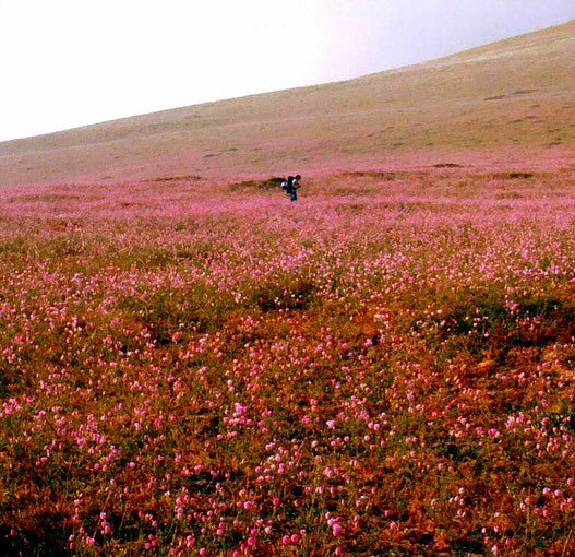 تويتر 一度は行きたくなる世界の絶景 على تويتر アタカマ砂漠の花畑 チリ 十数年に一度 例年の数倍の降水量があった都市だけ 砂漠 が花で包まれる フラワーリング デザート という現象が起こるんです 花で埋め尽くされる砂漠 とても素敵な光景です