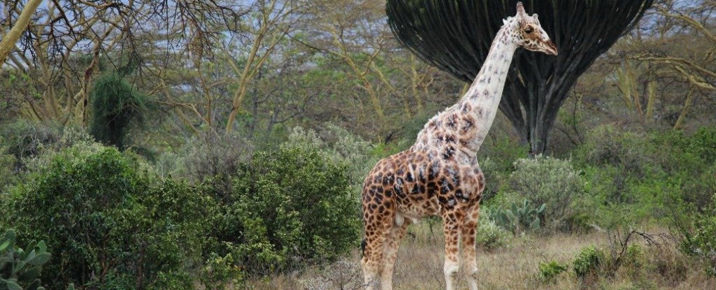 ScienceChannel's tweet image. This giraffe has been slowly losing its colour for 6 years. bit.ly/1U3W2zM