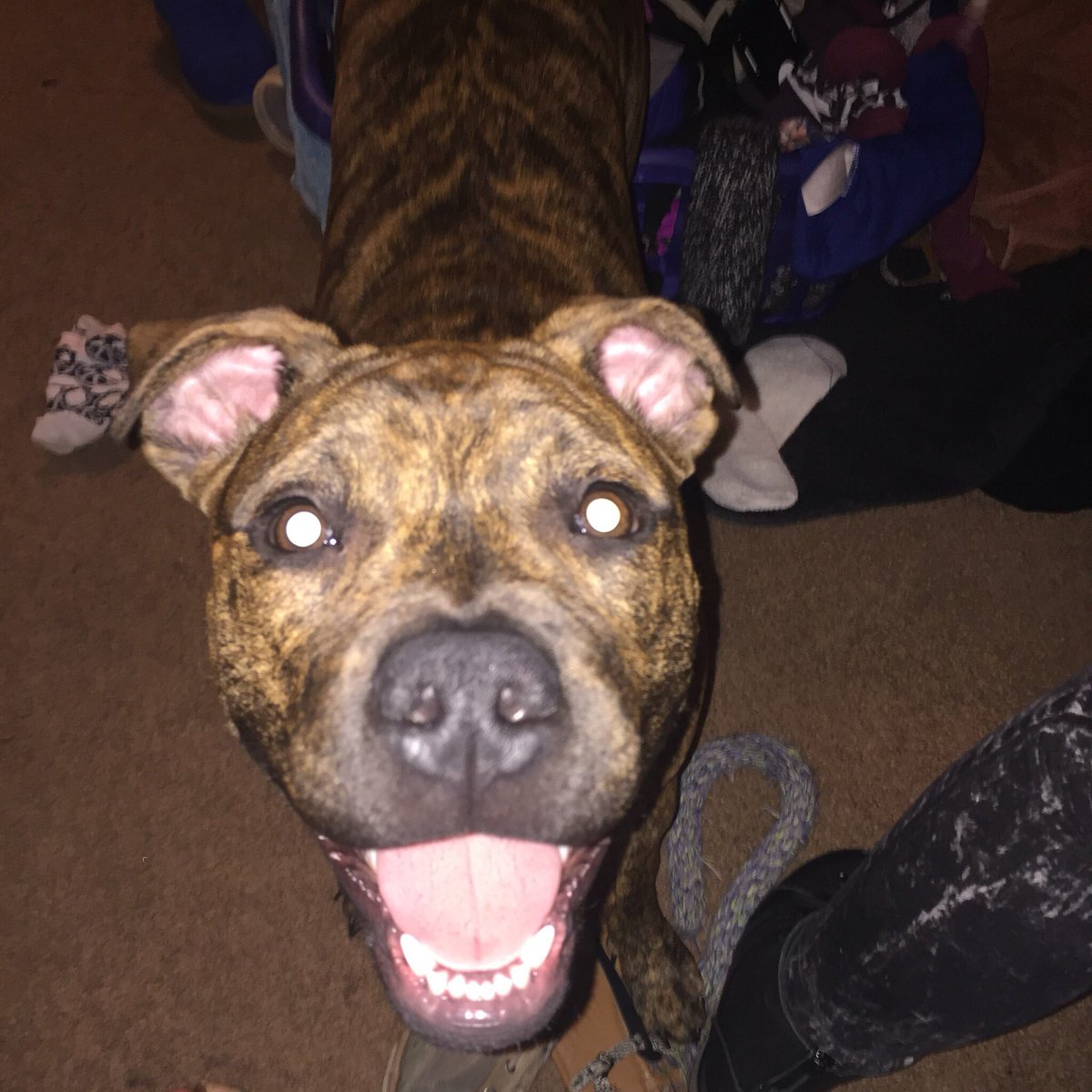 Josie_Mariee's tweet photo. PSA: we got in a wreck last night and my baby got out and we can't find him. it was in belton. please let me know https://t.co/kZweD14PDb