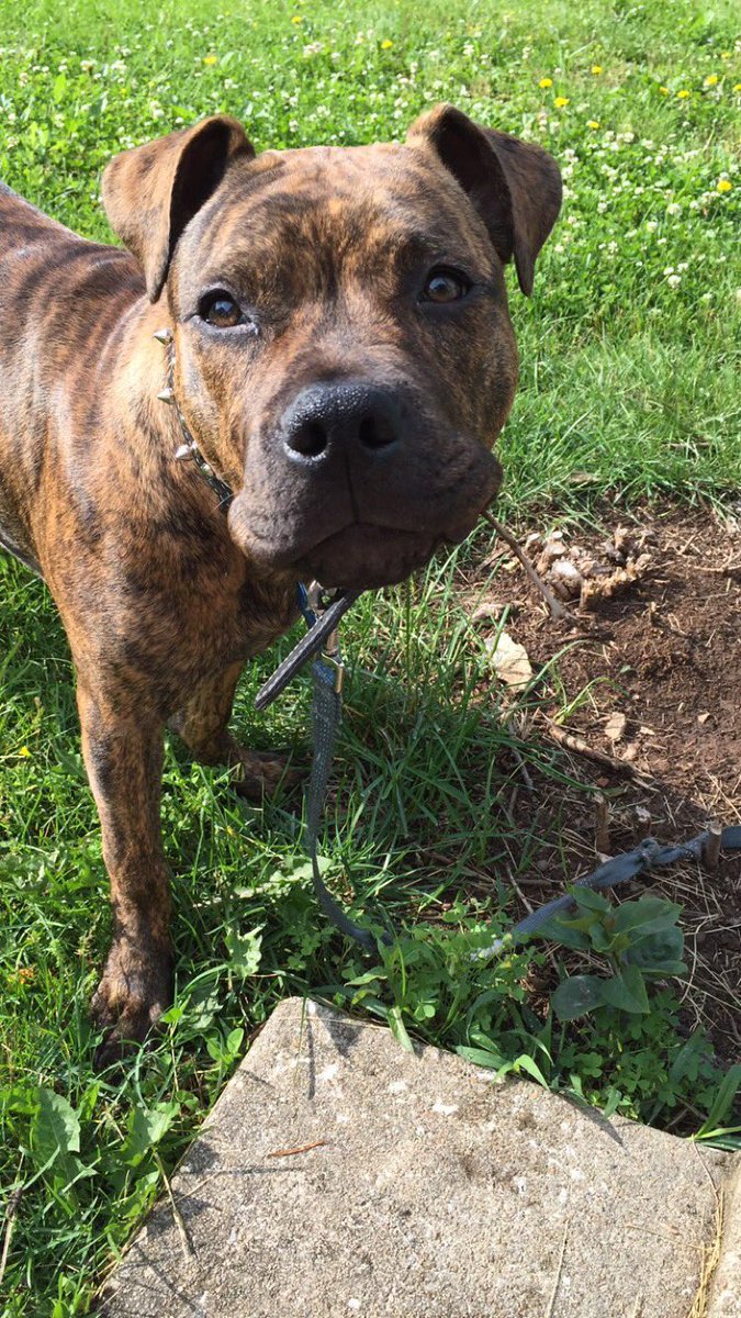 Josie_Mariee's tweet photo. PSA: we got in a wreck last night and my baby got out and we can't find him. it was in belton. please let me know https://t.co/kZweD14PDb