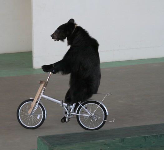 サーカス 熊 自転車