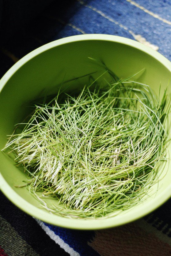 HolisticMini's tweet image. DIY: Homemade Wheatgrass Powder fear-of-flight.com/2016/06/13/diy…