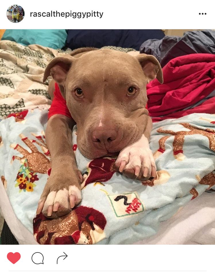 Fifii_s's tweet image. don&apos;t understand how cute ass dogs like these can be banned and feared by so many #dontblamethebreed