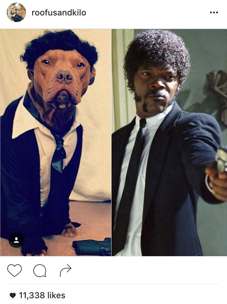 Fifii_s's tweet image. don&apos;t understand how cute ass dogs like these can be banned and feared by so many #dontblamethebreed